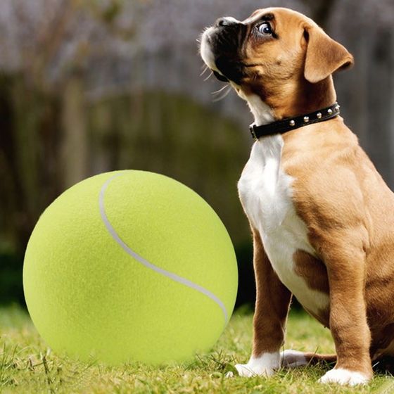 Duża piłka tenisowa dla psa
